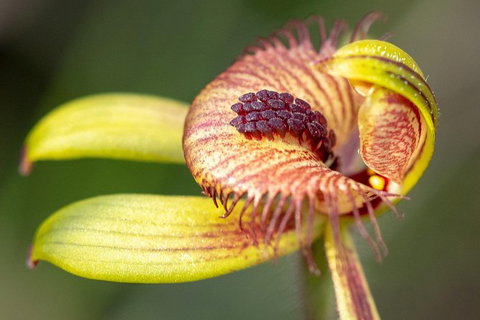 Orchids And Wildflowers Photographic Day Tour From Perth - Accommodation Melbourne 0