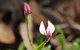 Orchids And Wildflowers Photographic Day Tour From Perth - thumb 5