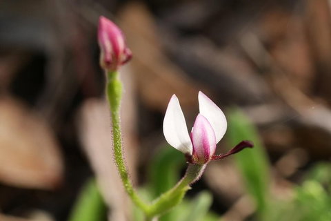 Orchids And Wildflowers Photographic Day Tour From Perth - Accommodation Melbourne 5