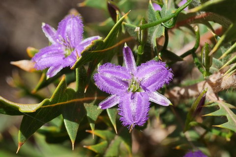 Orchids And Wildflowers Photographic Day Tour From Perth - Accommodation Melbourne 3