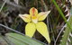 Orchids And Wildflowers Photographic Day Tour From Perth - thumb 8
