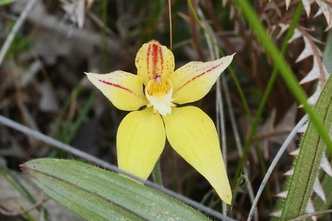 Orchids And Wildflowers Photographic Day Tour From Perth - Accommodation Melbourne 8