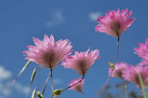 Orchids And Wildflowers Photographic Day Tour From Perth - Accommodation Melbourne 10