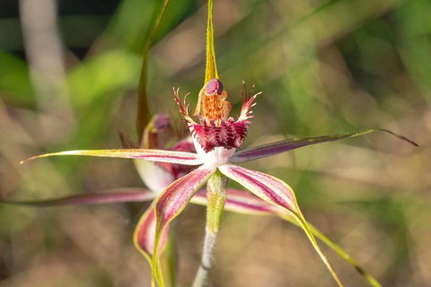 Orchids And Wildflowers Photographic Day Tour From Perth - Accommodation Melbourne 13