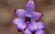 Orchids And Wildflowers Photographic Day Tour From Perth - thumb 1