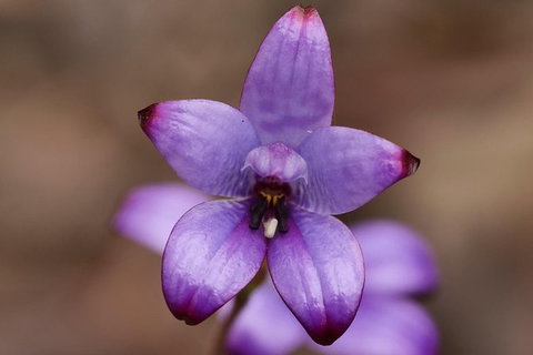 Orchids And Wildflowers Photographic Day Tour From Perth - Accommodation Melbourne 1