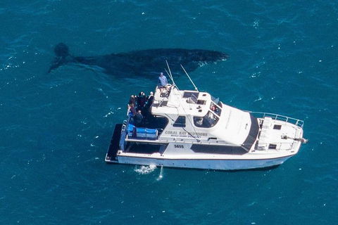 Humpback Whale Safari - Accommodation Melbourne 2