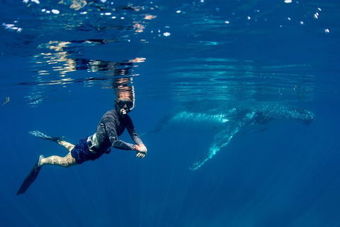 Humpback Whale Safari - Accommodation Melbourne 1