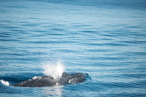 Humpback Whale Safari - Accommodation Melbourne 4