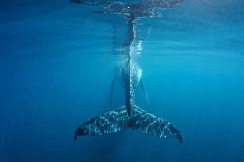 Humpback Whale Safari - Accommodation Melbourne 5