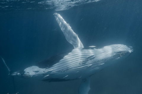 Humpback Whale Safari - Accommodation Melbourne 0