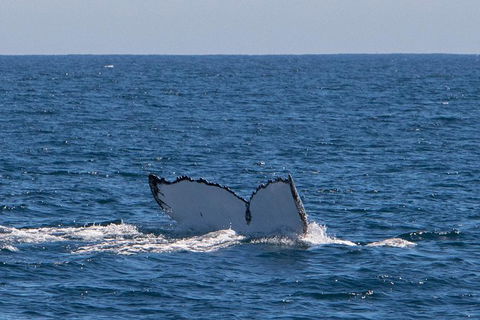 Humpback Whale Safari - Accommodation Melbourne 3