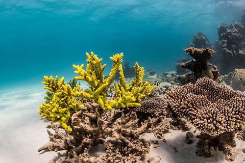 Coral Bay 1-Hour Coral Viewing - Accommodation Melbourne 4
