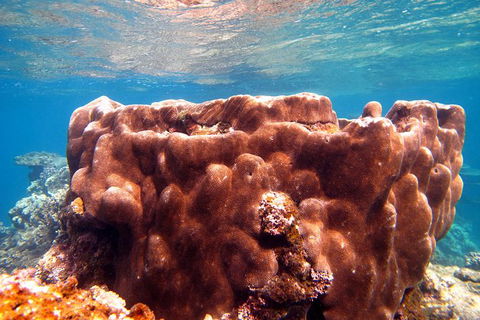 Coral Bay 1-Hour Coral Viewing - Accommodation Melbourne 5