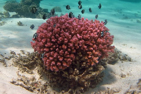 Coral Bay 1-Hour Coral Viewing - Accommodation Melbourne 2