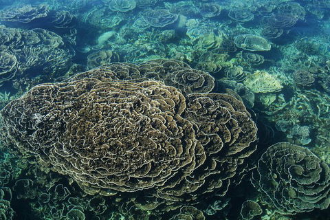 Coral Bay 1-Hour Coral Viewing - Accommodation Melbourne 6