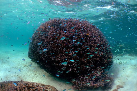 5 Night Ningaloo Reef Ningaloo Escape From Coral Bay - Accommodation Melbourne 3