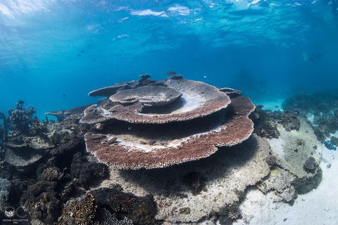 Whale Shark Adventure Tour - Accommodation Melbourne 7