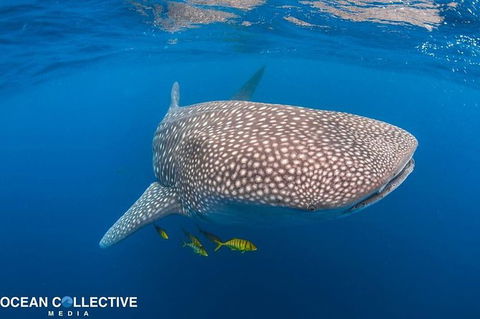 Whale Shark Adventure Tour - Accommodation Melbourne 11