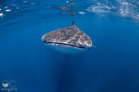 Whale Shark Adventure Tour - Accommodation Melbourne 1