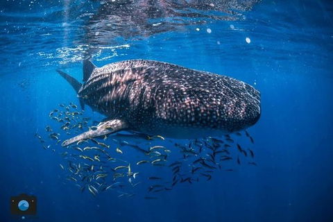 Whale Shark Adventure Tour - Accommodation Melbourne 2