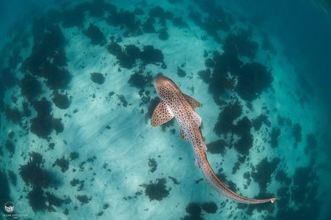 Whale Shark Adventure Tour - Accommodation Melbourne 3