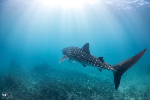 Whale Shark Adventure Tour - Accommodation Melbourne 9