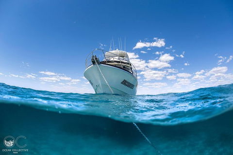 Whale Shark Adventure Tour - Accommodation Melbourne 10