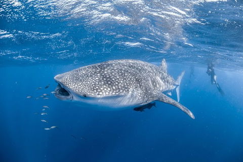 Whale Shark Adventure Tour - Accommodation Melbourne 0
