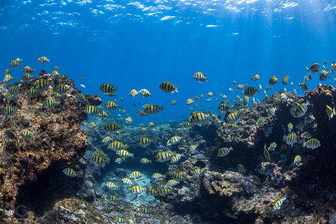 Whale Shark Adventure Tour - Accommodation Melbourne 5
