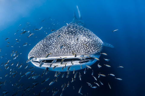 Whale Shark Adventure Tour - Accommodation Melbourne 8