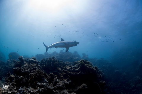 Whale Shark Adventure Tour - Accommodation Melbourne 6