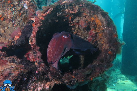 PADI Open Water Course - Accommodation Melbourne 1