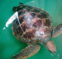 Australian Seabird Rescue - Accommodation Melbourne