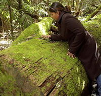 Washpool National Park - Washpool Walk - Accommodation Melbourne