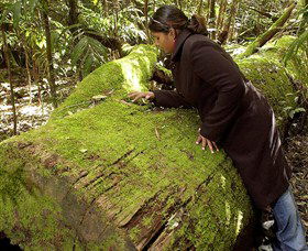 Washpool National Park - Washpool Walk - Accommodation Melbourne 0
