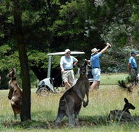 Glen Innes Golf Club - Accommodation Melbourne