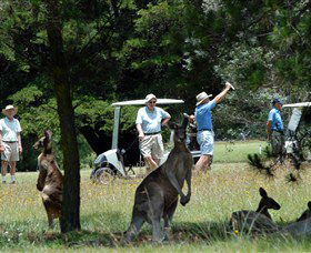 Glen Innes Golf Club - Accommodation Melbourne 0