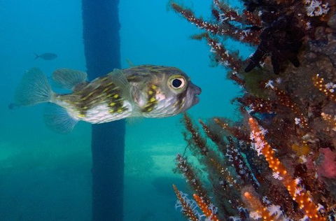 Busselton Jetty & Underwater Observatory Tour - Accommodation Melbourne 6