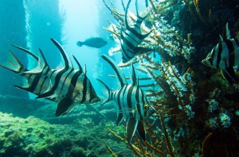 Busselton Jetty & Underwater Observatory Tour - Accommodation Melbourne 8