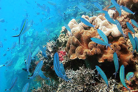 Ocean Free & Ocean Freedom - Cairns Premier Reef And Island Tours - Accommodation Melbourne 5