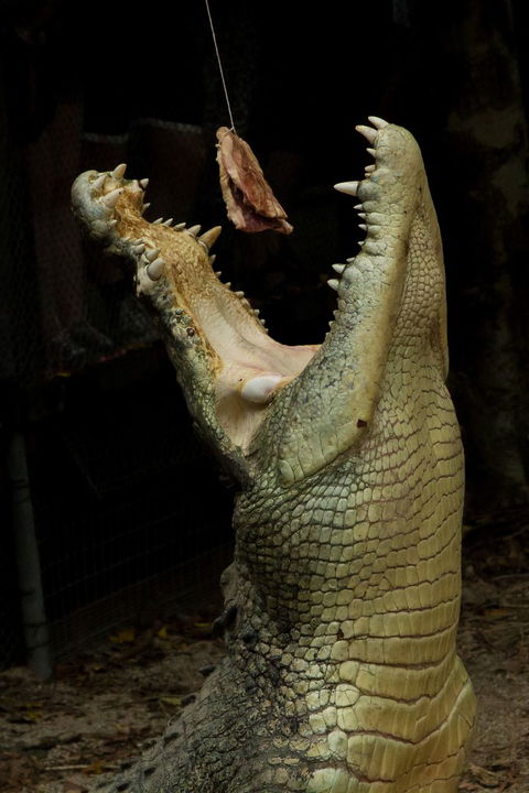 Wildlife Habitat - Accommodation Melbourne 4