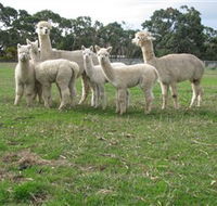 Blackgate Lodge Alpaca Stud - Accommodation Melbourne