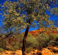 Mt Romance Australia Pty Ltd - Accommodation Melbourne