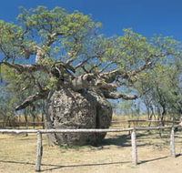 Boab Prison Tree - Accommodation Melbourne