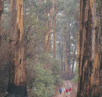 Beedelup National Park - Accommodation Melbourne