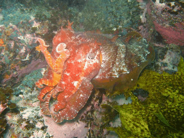 Jervis Bay Dive Charters - Accommodation Melbourne