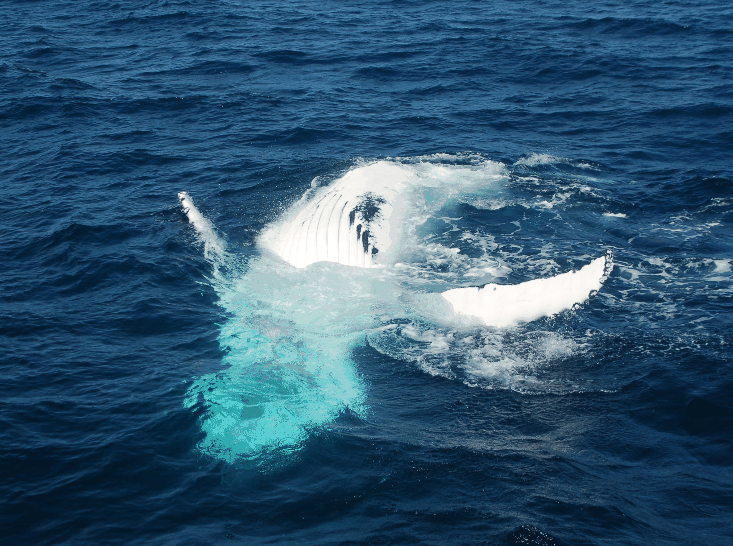 Dolphin Wild Cruises - Accommodation Melbourne