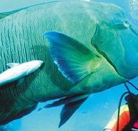 Aristocat Snorkel and Scuba Port Douglas - Accommodation Melbourne