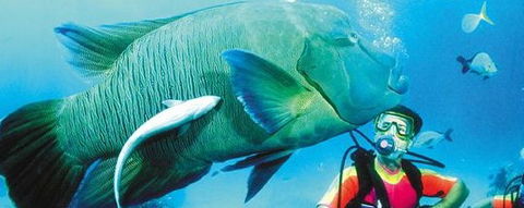 Aristocat Snorkel And Scuba Port Douglas - Accommodation Melbourne 0